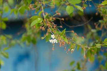 Flowering cherry tree