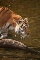 Fototapeta na wymiar tigre naranja