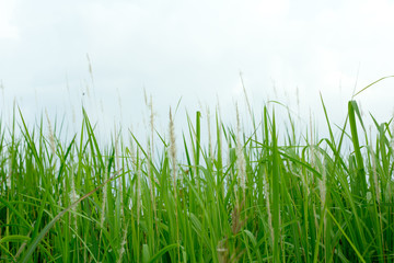 Grass grass under blue sky and clouds