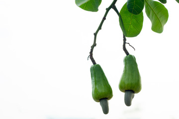Cashew fruit on the tree