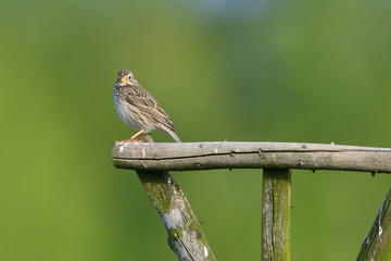 Grauammer auf einer Sitzwarte