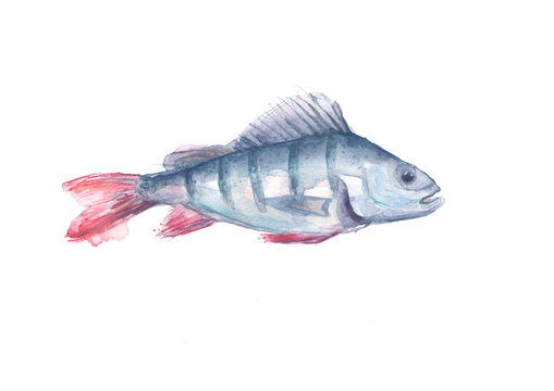 Watercolor drawing of a fish perch on an isolated white background. Logo, greeting card, illustration for design.