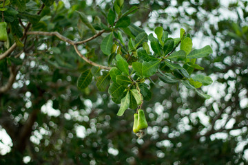 Cashew green ball on the back is a bokeh.