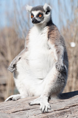 lemur