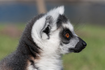 lemur