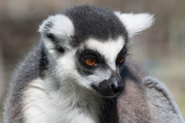 lemur