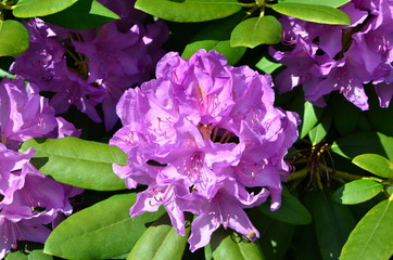 Fruehlingsblume
