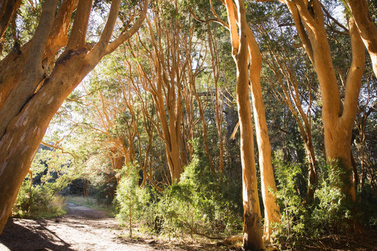 Bosque de Arrayanes