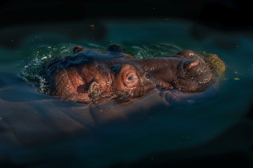 hipopótamo en el agua