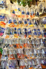 Goldfish market. Goldfishes and different fishes for aquarium in plastic bags hanged on the wall in a pet shop selling in Hong Kong.