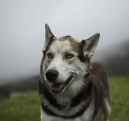 perro lobo en paisaje verde