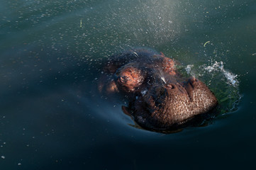 hipop&oacute;tamo en el agua