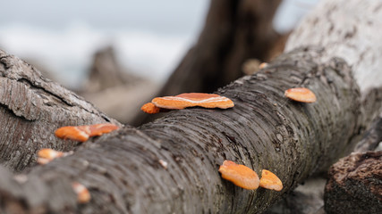 Orange fungus on a branch