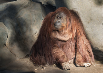 orangután