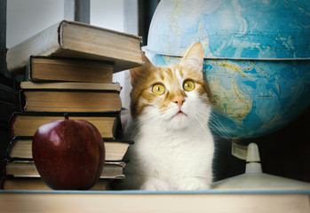 Ginger cat with old books and globe, librarian learned cat, studying cat, education, selective focus