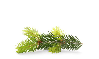 pine branch isolated on white background