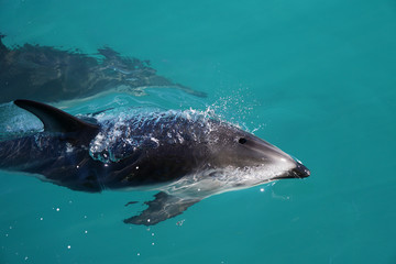 Dolphin