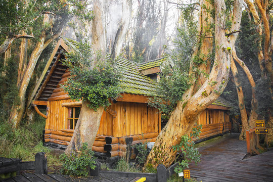 Bosque de Arrayanes
