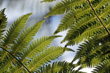 New Zealand Fern
