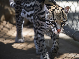 ocelot pacing in a zoo  