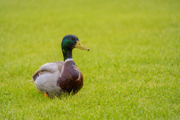 Duck on grass.
