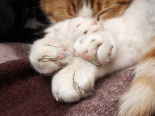 Funny and cute are the cat's paws. Visible heel and claws
