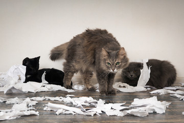 Cat and kitten played. Animals tore up important papers and made a mess on the floor