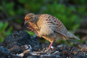 Gray Francolin Browsing for food along the lava rock shoreline in Hawaii.