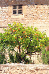 Orangenbaum vor mediteranem Haus