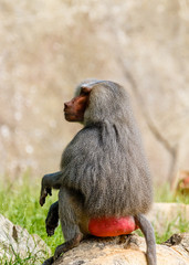 Hamadryas baboon