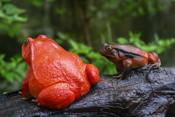 a pair of adult Tomato frogs in natural background, selective focus