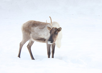 The reindeer costs on a snow-covered glade © vchphoto