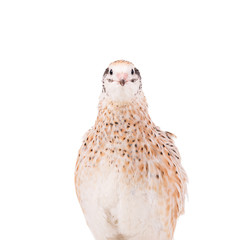 Cute adult quail