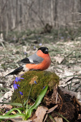 The bullfinch sits on the stub covered with a moss in the early spring
