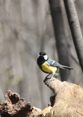 Naklejka premium The titmouse sits on a stump