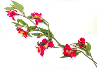 Red alstroemeria on a white background. Exotic tropical flowers