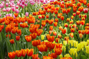 Fototapeta premium Fresh colorful tulips in warm sunlight