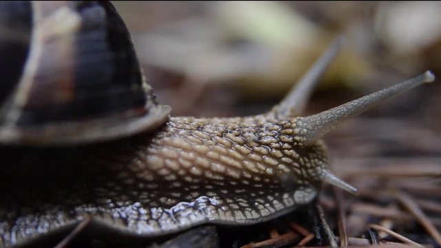 Snail crawls in garden closeup