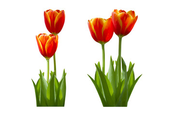 Fresh colorful tulips in warm sunlight