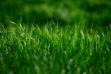 Fototapeta premium ecology and environment, spring and summer, freshness and recreation