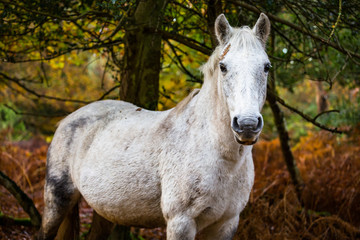 White New Forest pony in forest during autumn, UK