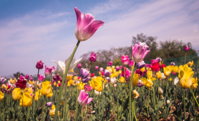 Fototapeta premium tulip flowers in spring