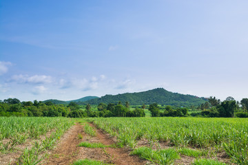 Obraz premium Dirt Road in the Field with Mountain Background