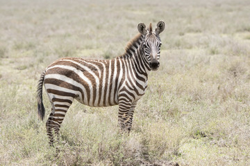 Fototapeta na wymiar Burchell's Zebra (Equus quagga burchellii) on the Plains of the Serengeti