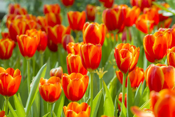 Fototapeta premium Fresh colorful tulips in warm sunlight