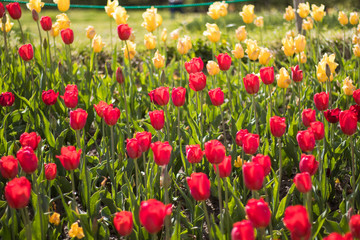 tulip flowers in spring
