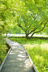 森林　ボードウォ−ク