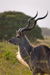 Foto op Canvas A portrait of a wild Kudu antelope in South Africa © Daniel