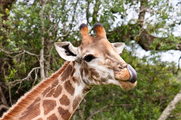 A wild giraffe with the tongue out in South Africa