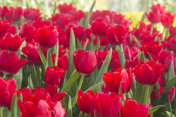 Fototapeta premium Fresh colorful tulips in warm sunlight